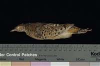 藏品(鵪鶉)的圖片